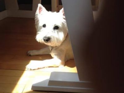 Abby, a dog rescued and cared for by North Atlantic Westie Rescue