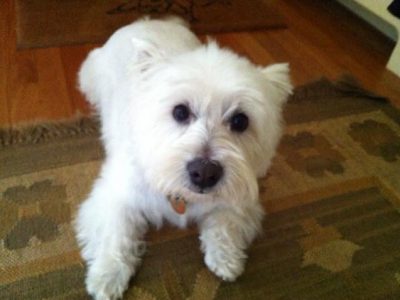 Abby, a dog rescued and cared for by North Atlantic Westie Rescue