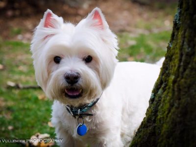 Abner, a dog rescued and cared for by North Atlantic Westie Rescue