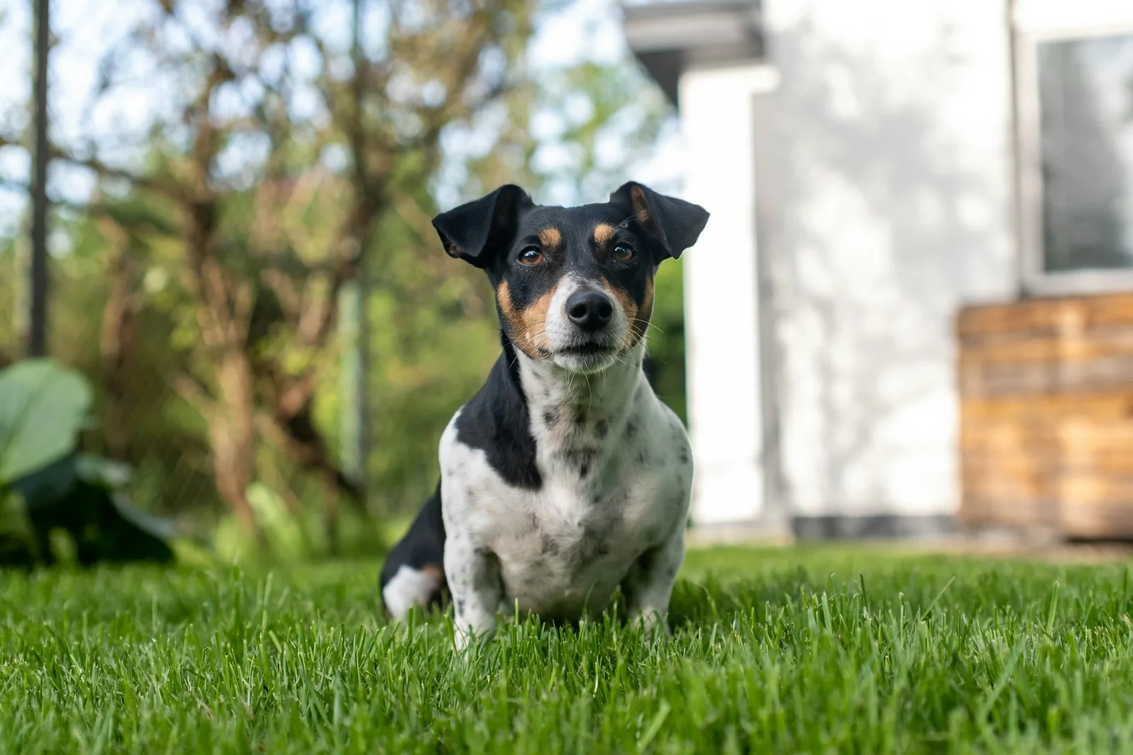 A white terrier standing on grass looking towards the camera