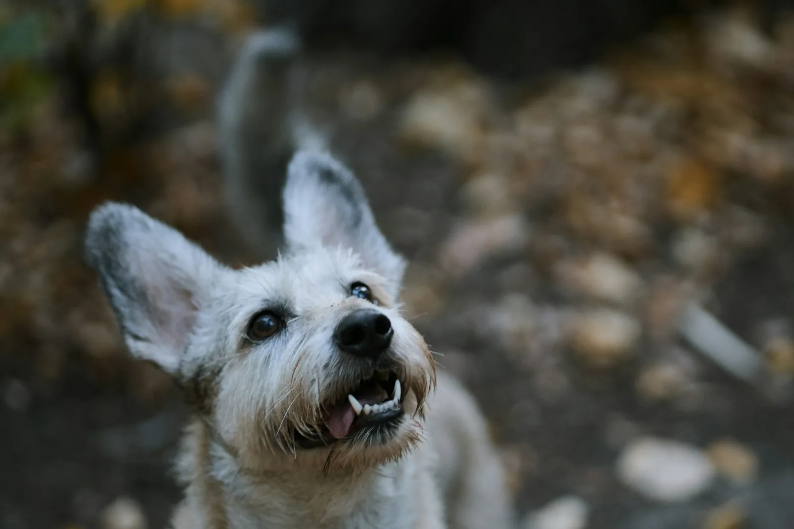 An adult white terrier standing calmly on a garden path