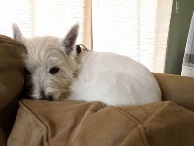 Angus, a dog rescued and cared for by North Atlantic Westie Rescue