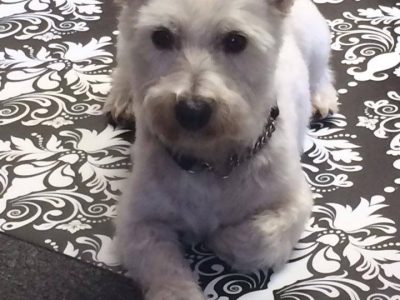 Artie, a dog rescued and cared for by North Atlantic Westie Rescue