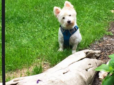 Atticus, a dog rescued and cared for by North Atlantic Westie Rescue