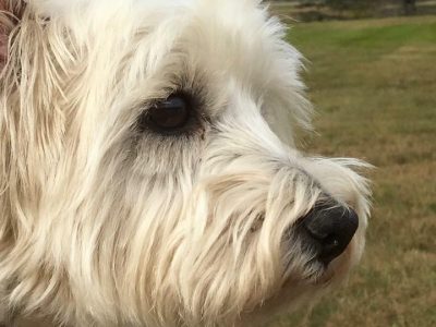Ava, a dog rescued and cared for by North Atlantic Westie Rescue