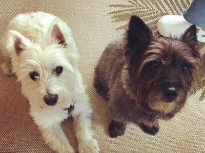 Bailey and Charlie, a dog rescued and cared for by North Atlantic Westie Rescue