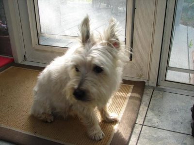 Bailey, a dog rescued and cared for by North Atlantic Westie Rescue