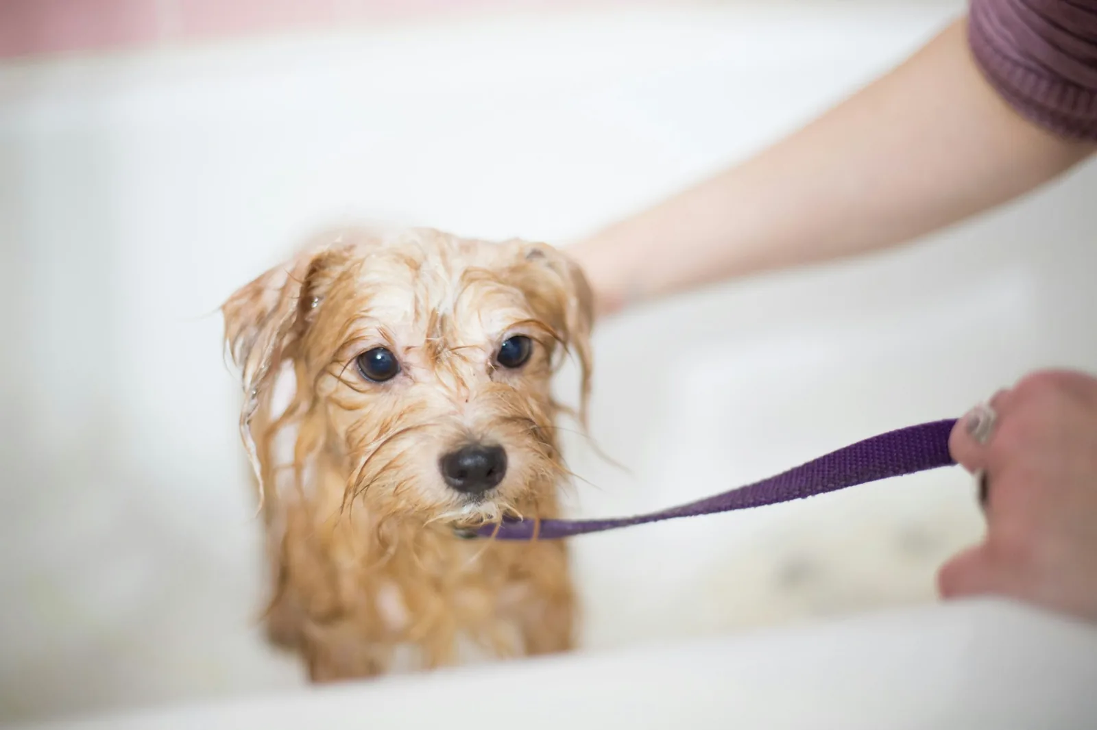 A small white dog standing in a shallow bath being rinsed