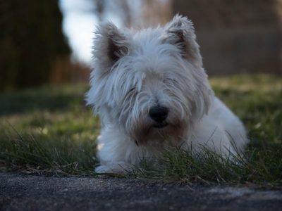 Bear, a dog rescued and cared for by North Atlantic Westie Rescue
