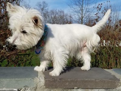 Bella, a dog rescued and cared for by North Atlantic Westie Rescue
