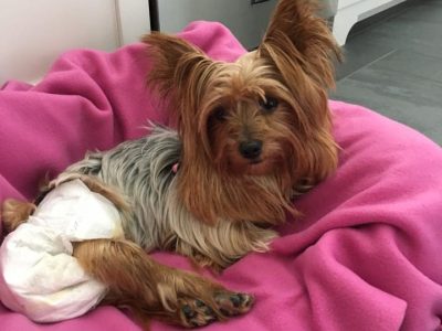 Bella, a dog rescued and cared for by North Atlantic Westie Rescue