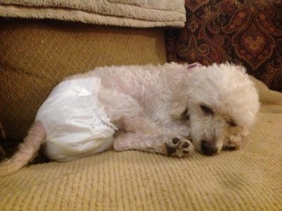 Bo Peep, a dog rescued and cared for by North Atlantic Westie Rescue