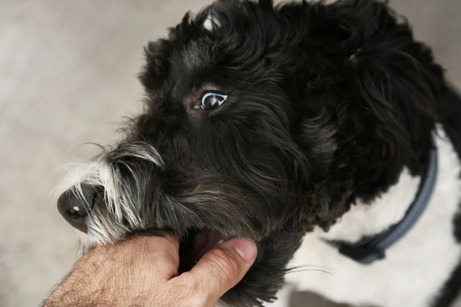 A person running their hands along a small dog’s ribcage