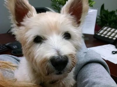 Brook, a dog rescued and cared for by North Atlantic Westie Rescue