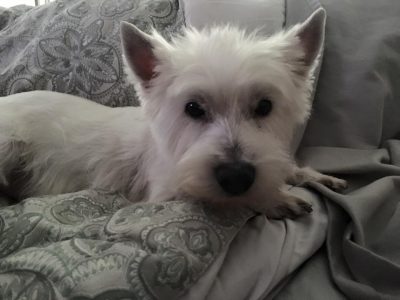 Brooklyn, a dog rescued and cared for by North Atlantic Westie Rescue
