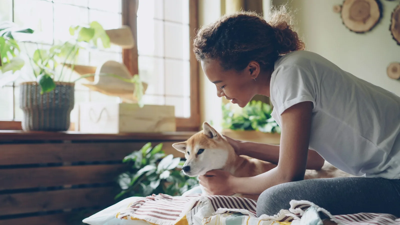 A dog being brushed at home with a slicker brush