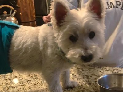 Buddy, a dog rescued and cared for by North Atlantic Westie Rescue