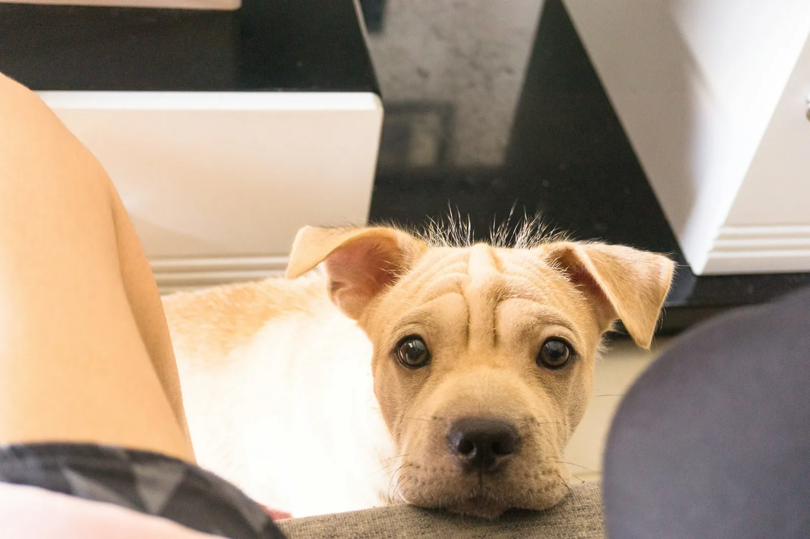 A person sitting on the floor at a distance from a dog, not reaching for it