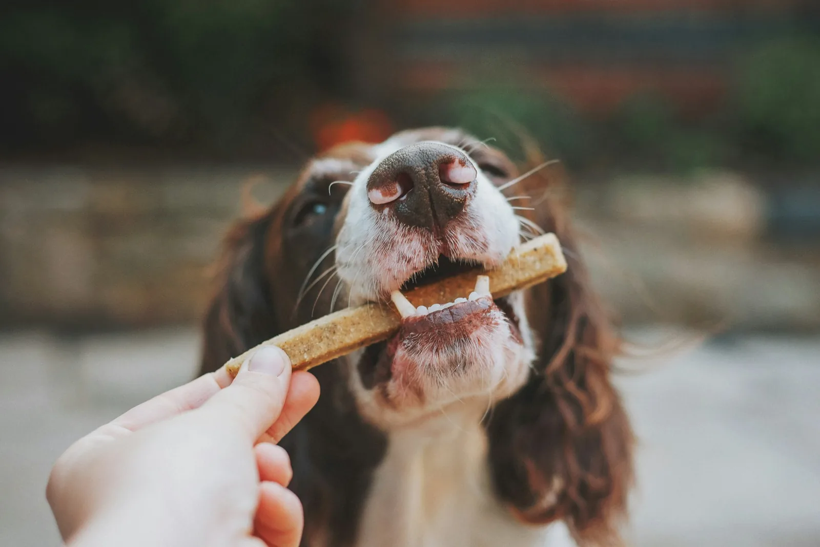A hand held flat offering a treat to a cautious dog