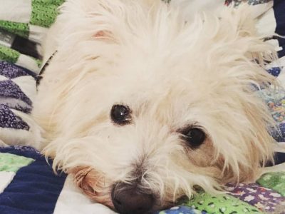 Bunny (Formerly Mr. Bubbles), a dog rescued and cared for by North Atlantic Westie Rescue