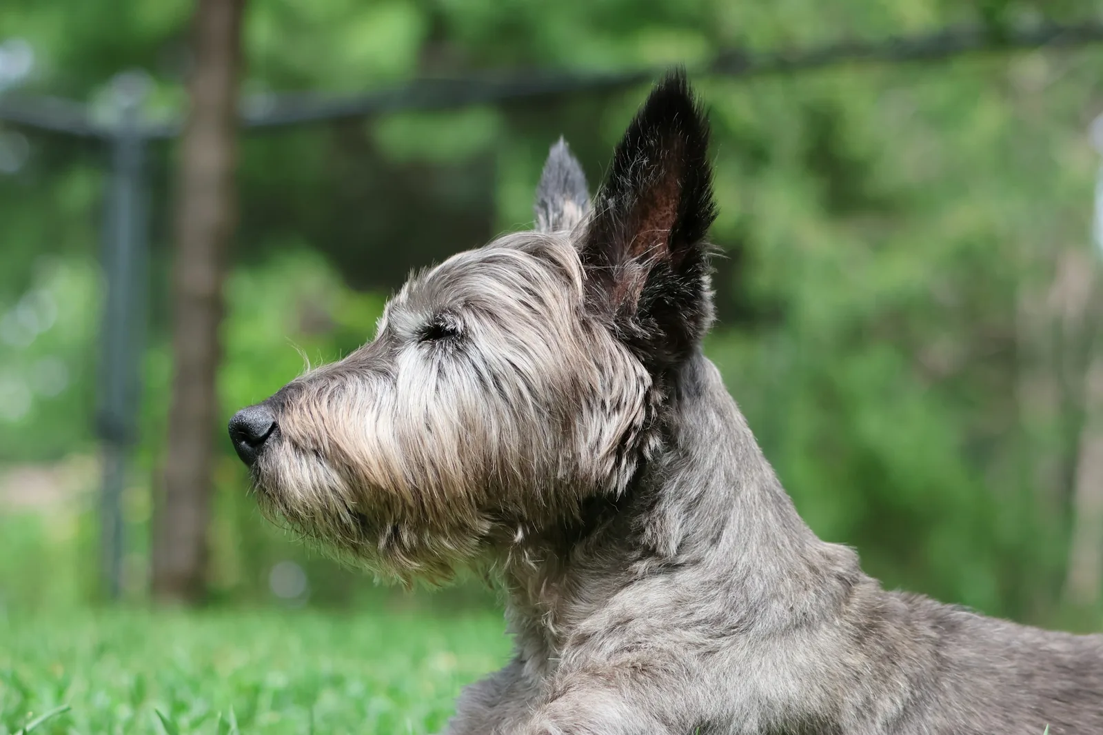 A shaggy-coated small terrier with a broad head standing outdoors
