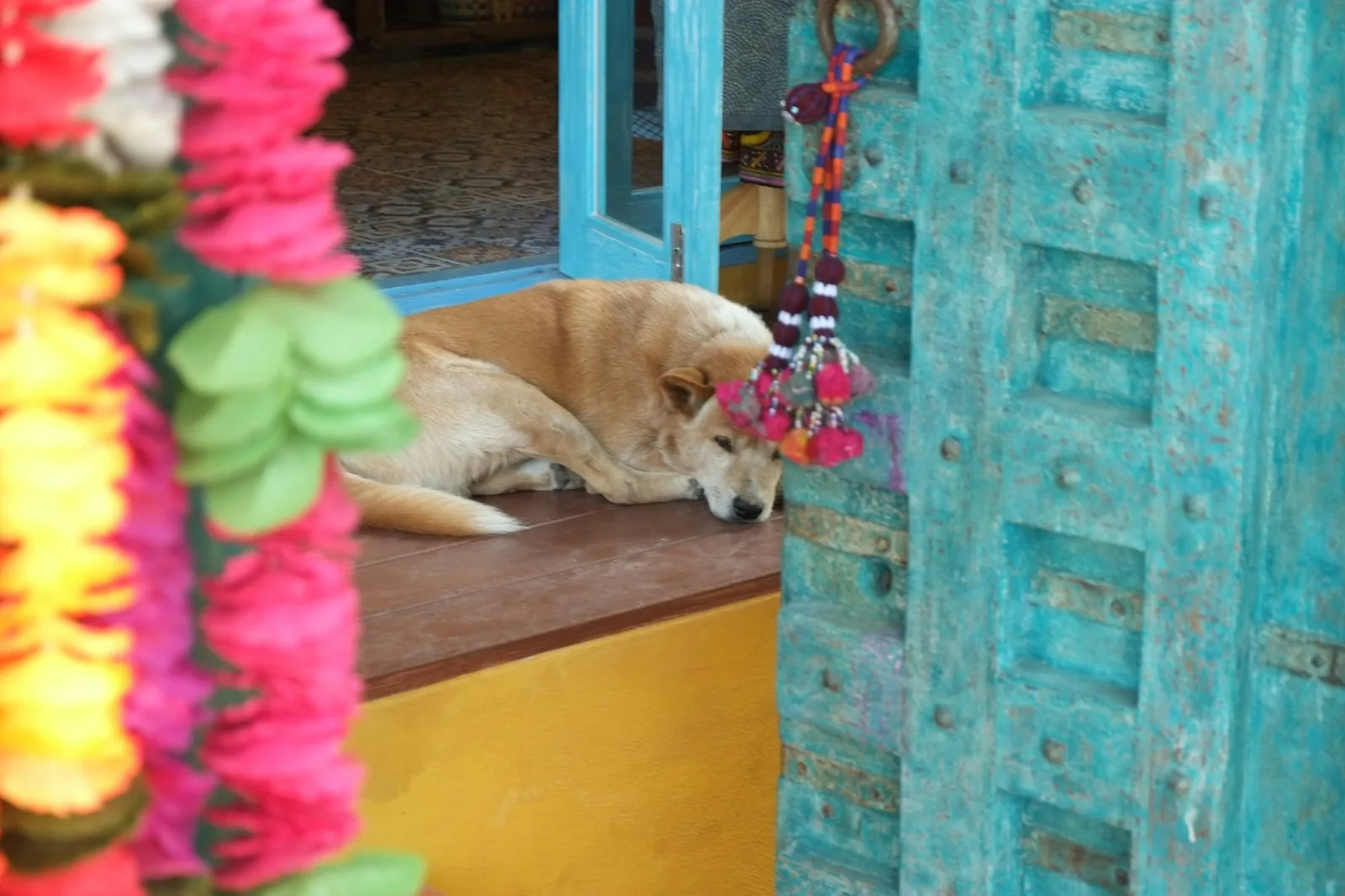 A relaxed terrier lying settled on a wooden floor