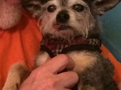 Cami, a dog rescued and cared for by North Atlantic Westie Rescue
