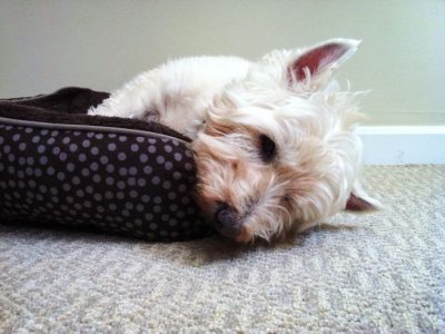 Casey, a dog rescued and cared for by North Atlantic Westie Rescue