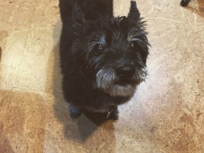 Cassie, a dog rescued and cared for by North Atlantic Westie Rescue