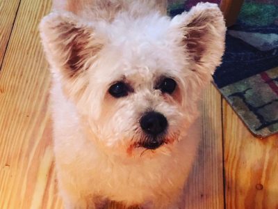 Chewie, a dog rescued and cared for by North Atlantic Westie Rescue