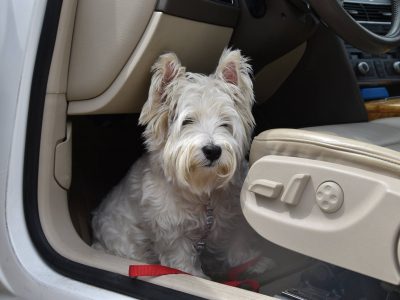Chloe, a dog rescued and cared for by North Atlantic Westie Rescue