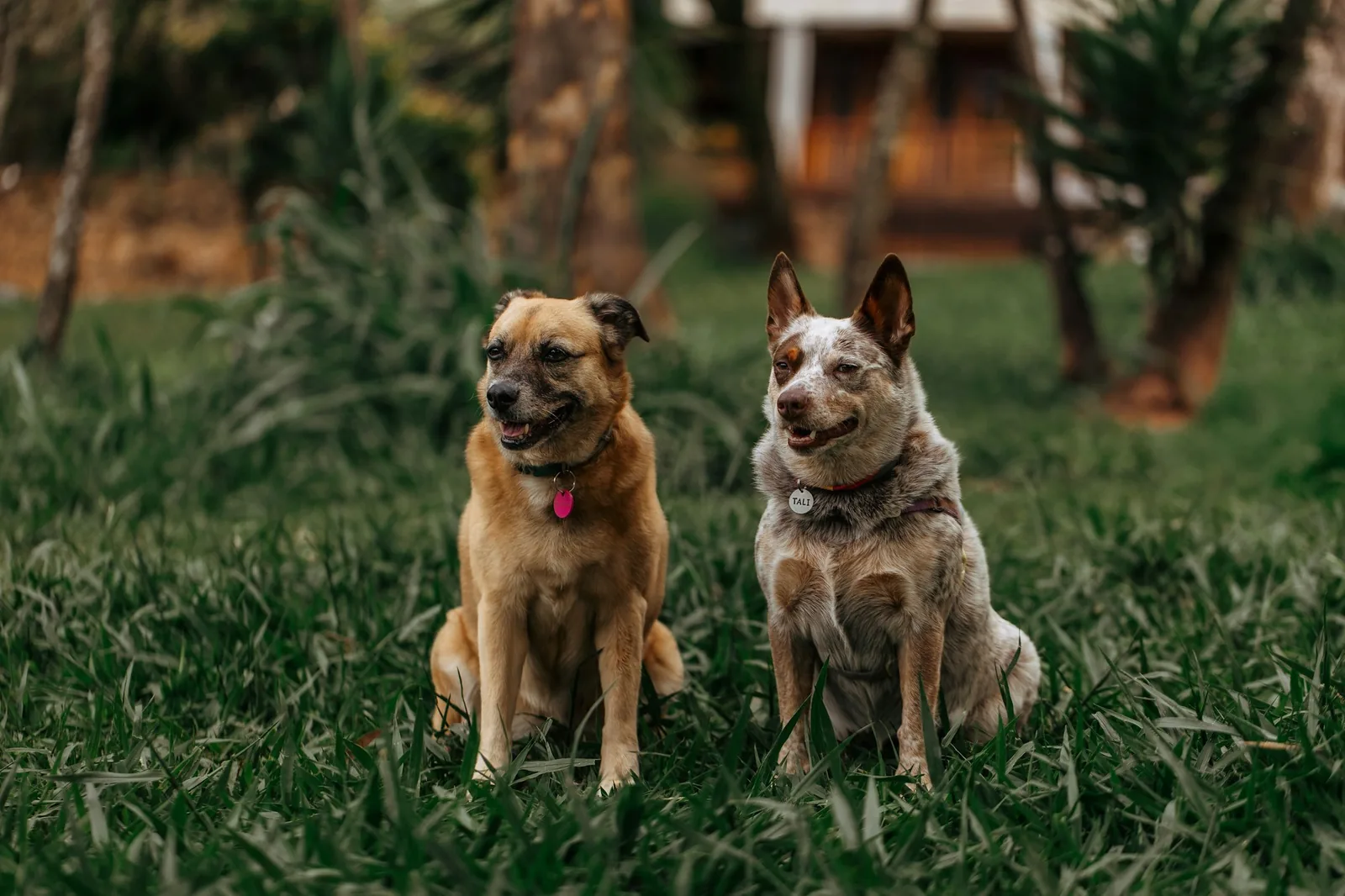 Two dogs standing side by side outdoors