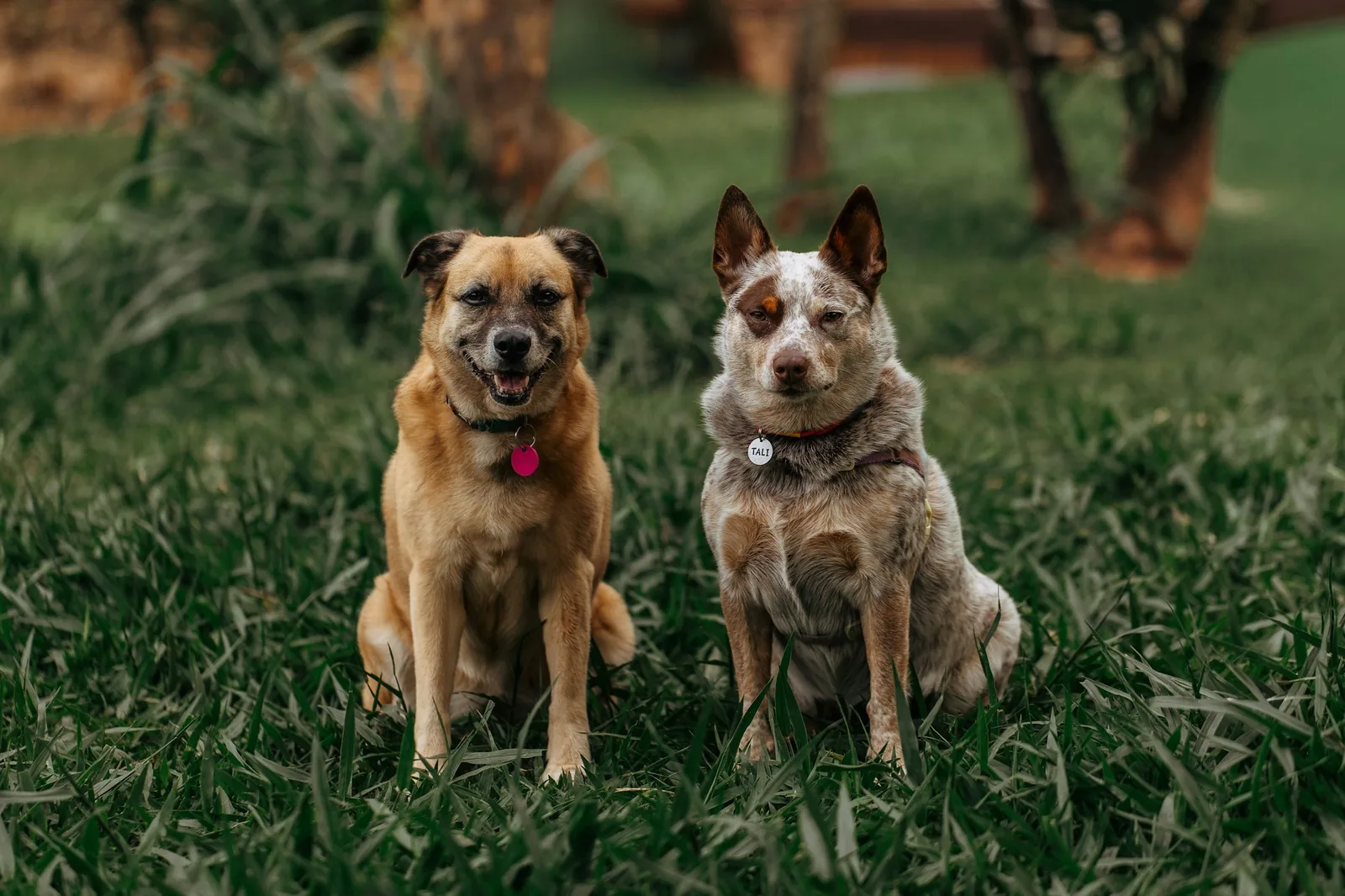 Two small terriers sitting side by side outdoors
