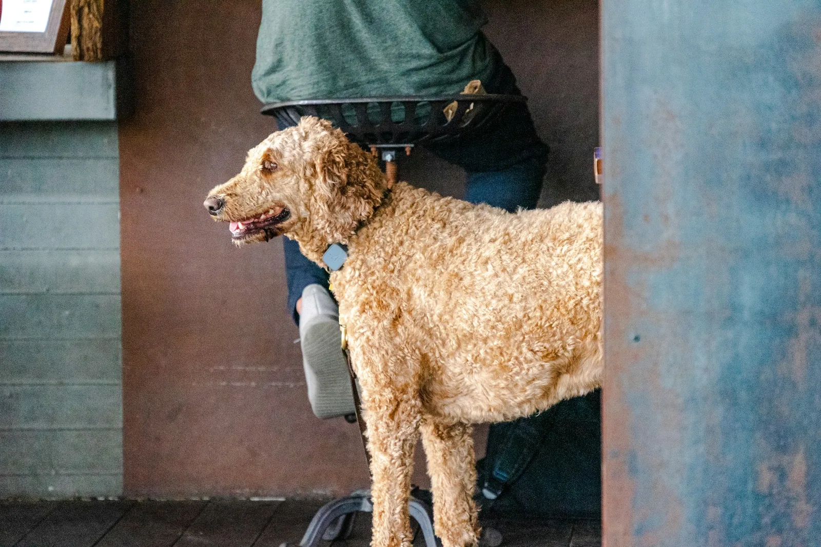 A dog being trimmed with electric clippers during a grooming session