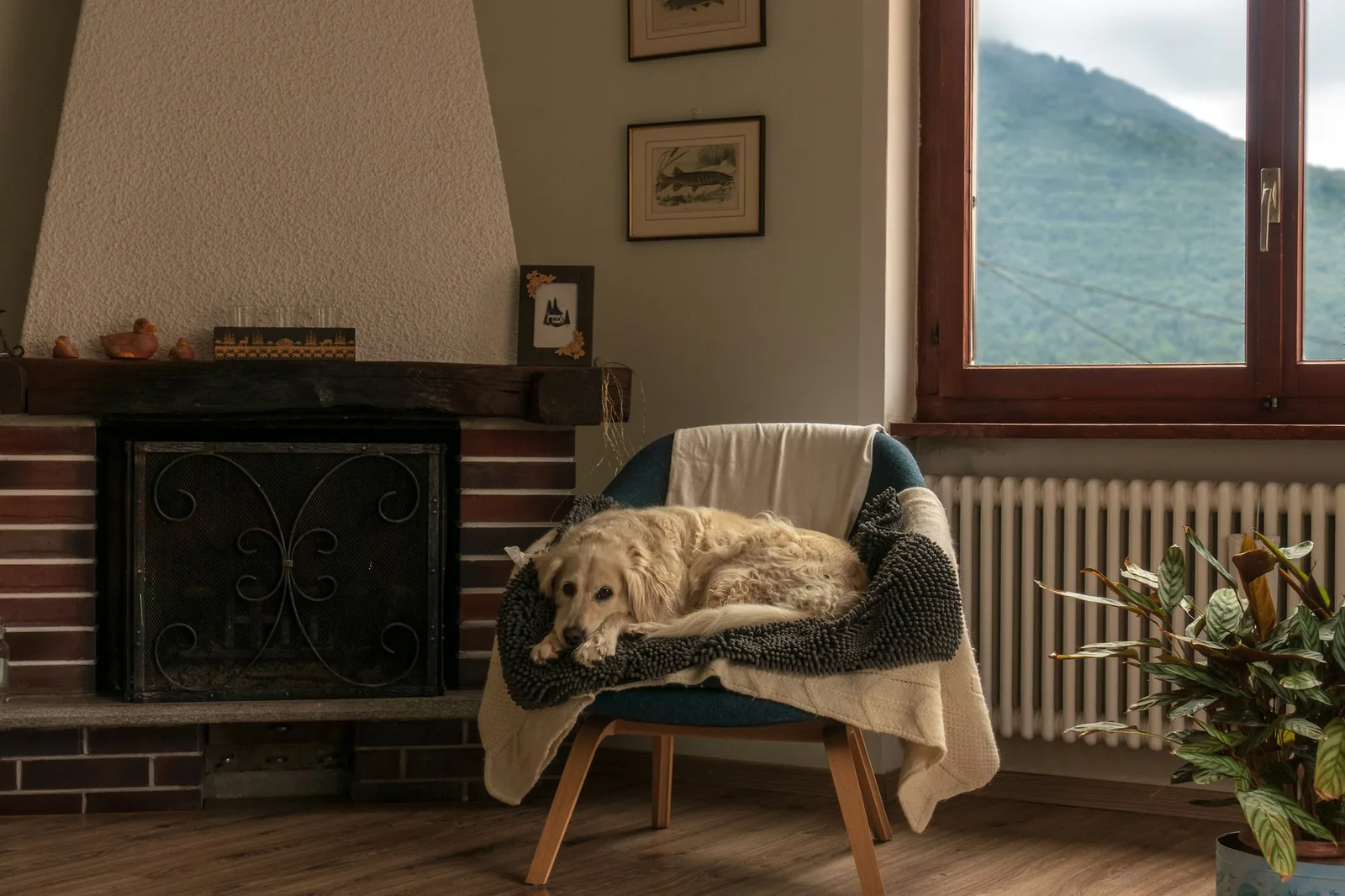 An old dog asleep on a blanket in a warm room