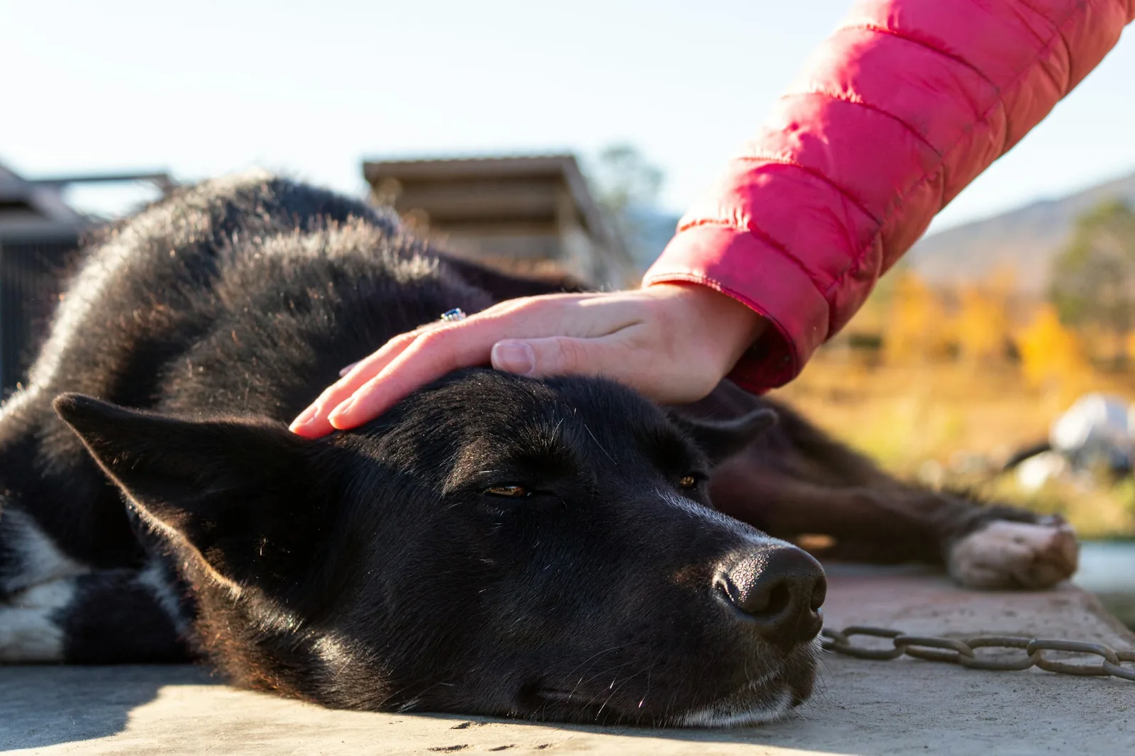 A person gently stroking an elderly dog resting in their lap