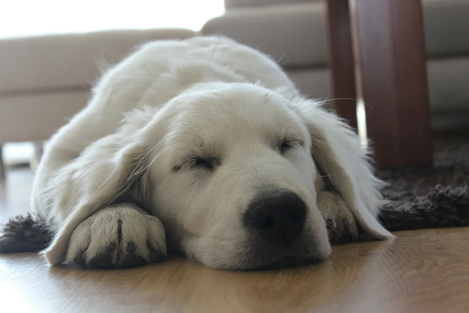 A white dog sleeping comfortably on a soft bed