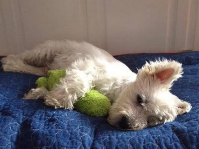 Cooper, a dog rescued and cared for by North Atlantic Westie Rescue