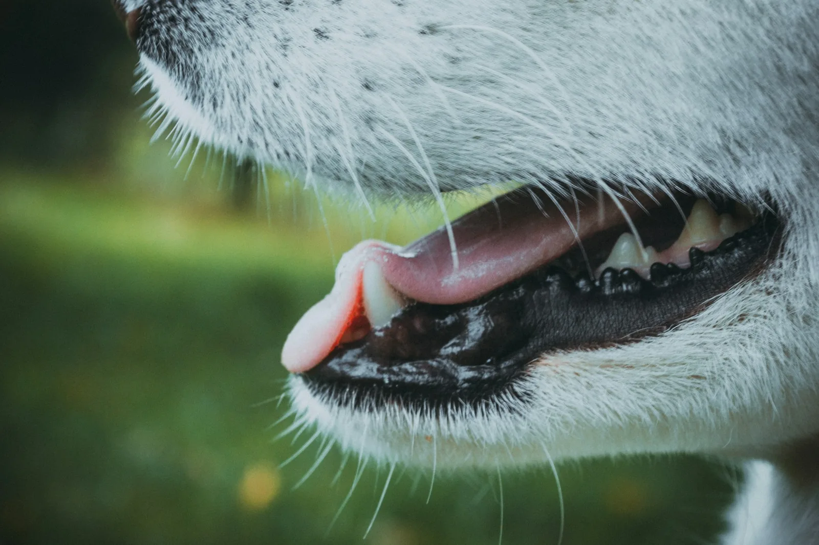A dog’s mouth held open showing its teeth and gums