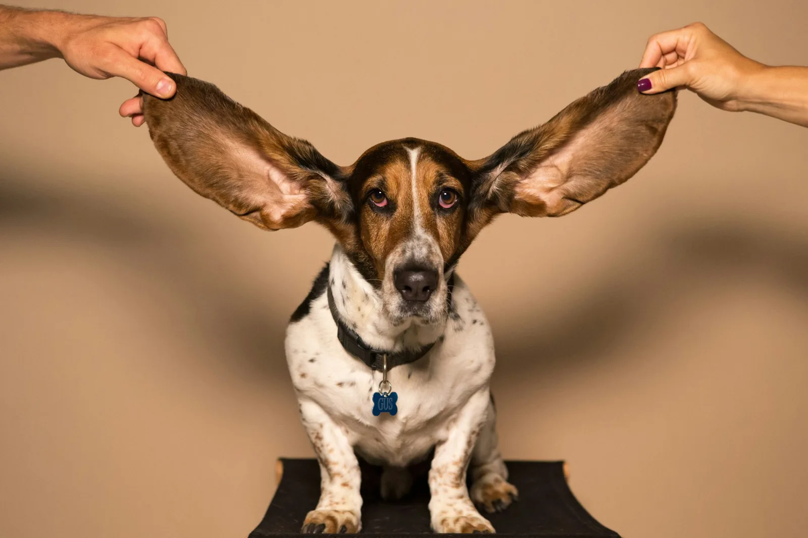 A person gently checking the inside of a dog’s ear