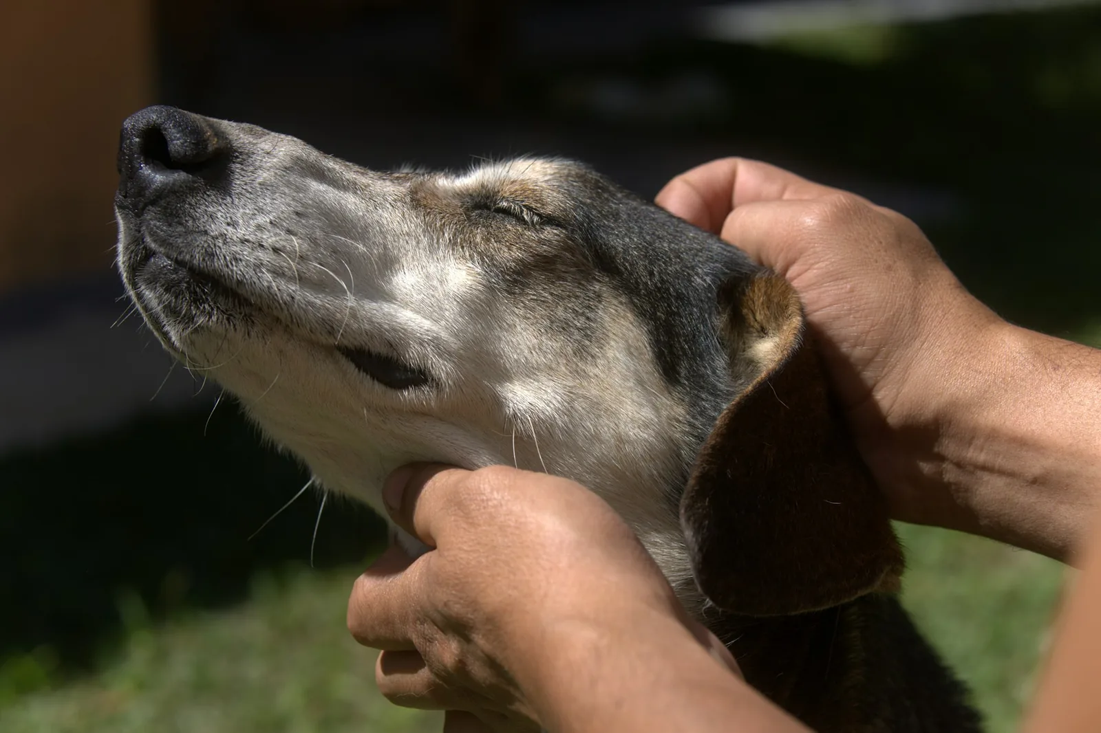 A person lifting a dog’s ear flap to check inside