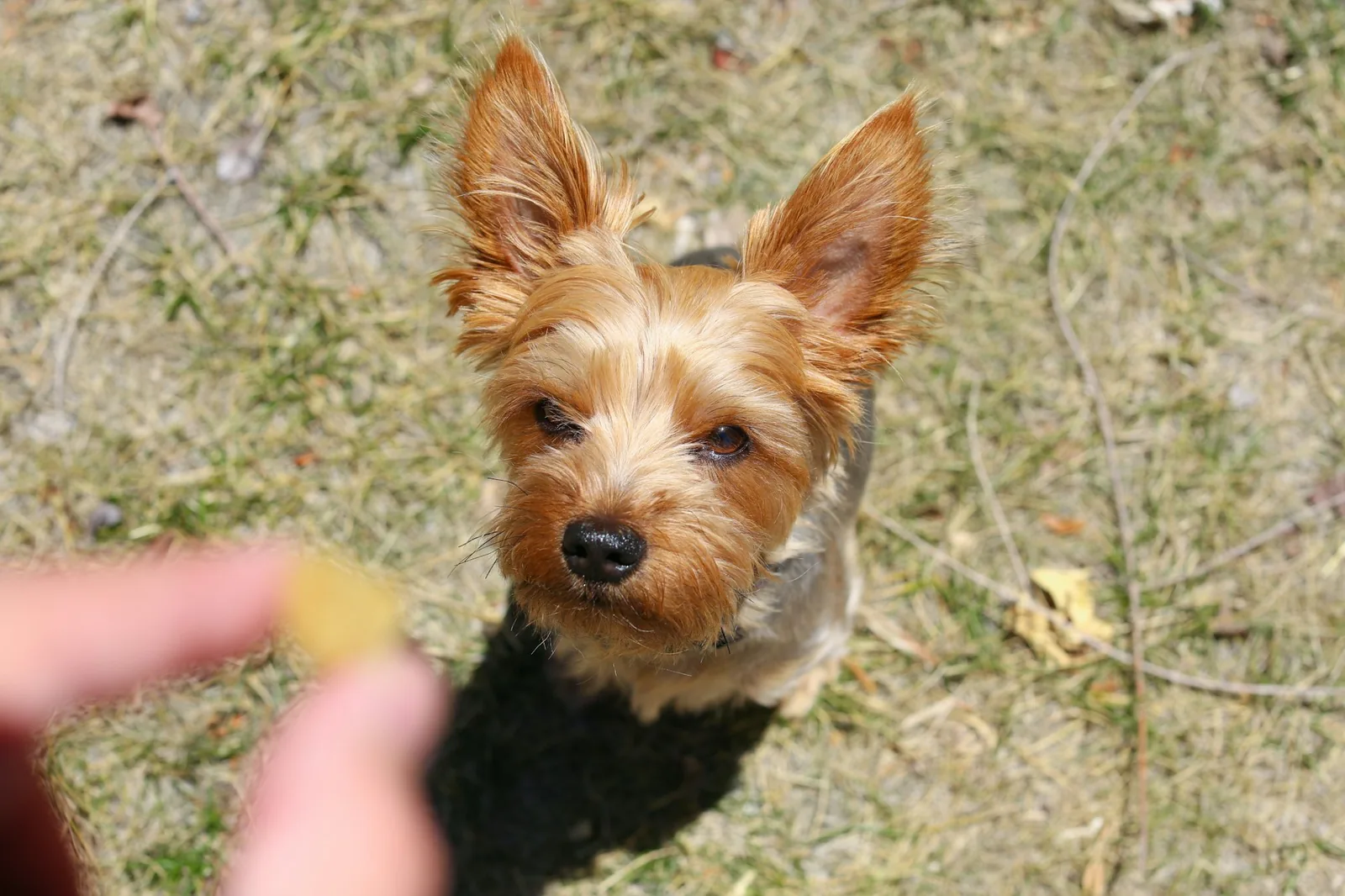 A dog sitting attentively while being given a training treat outdoors