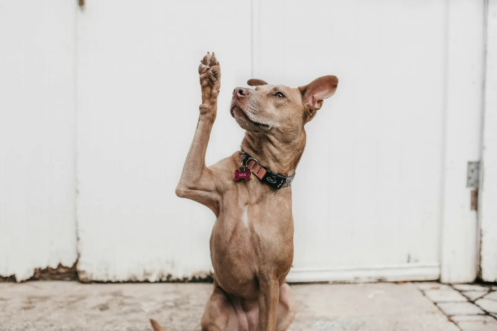 A dog scratching behind its ear with a hind leg