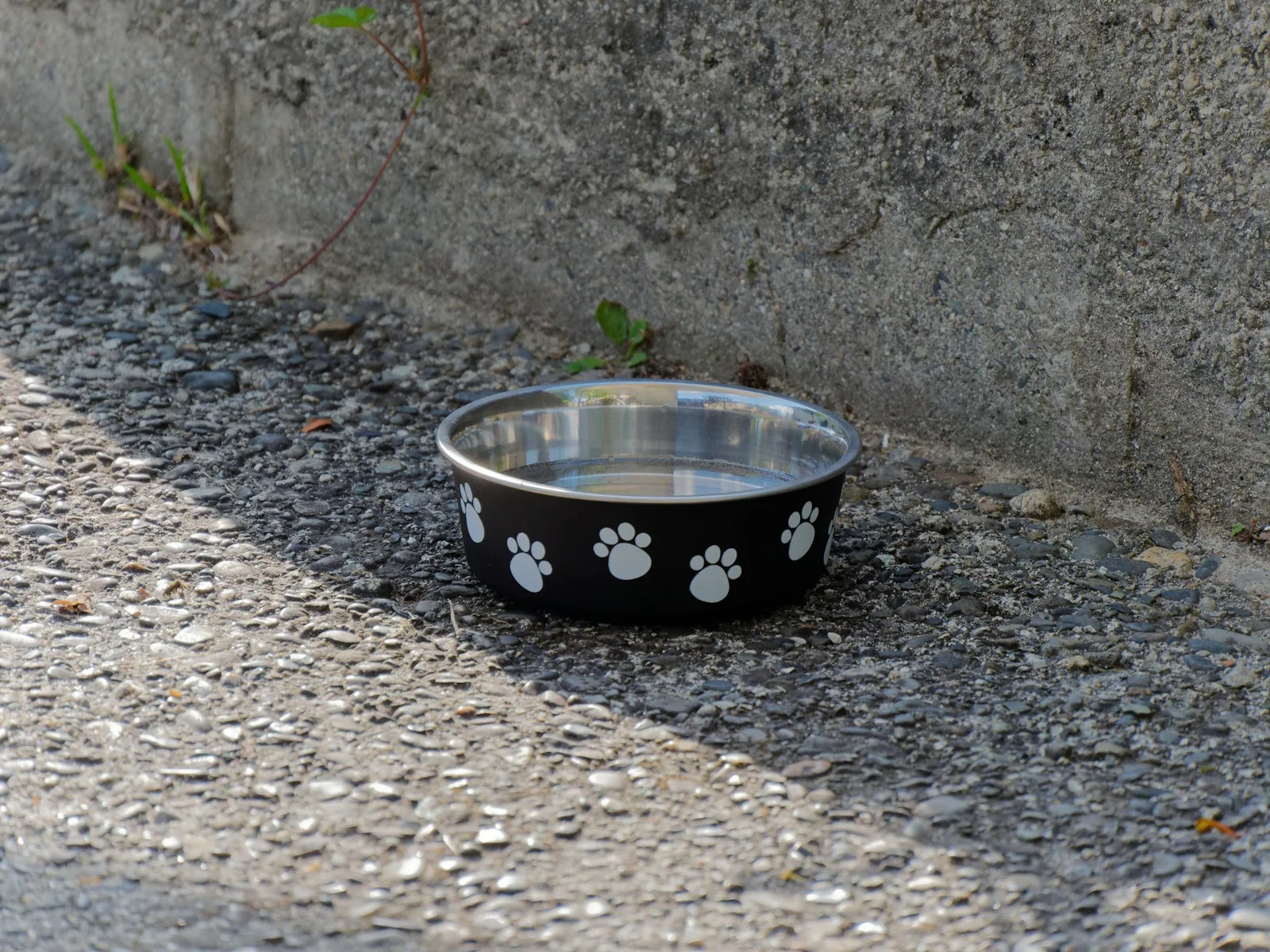 A dog bowl, harness and leash laid out ready for a new arrival