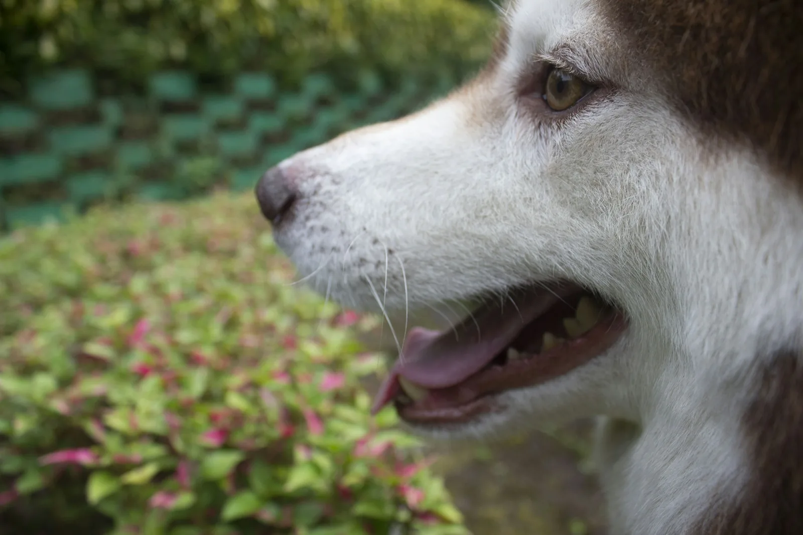 A small dog sniffing the grass in a garden early in the day