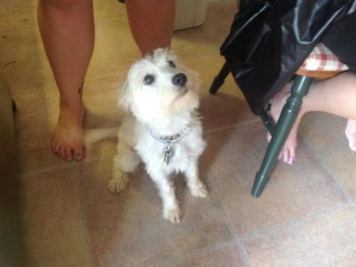 Dougal, a dog rescued and cared for by North Atlantic Westie Rescue