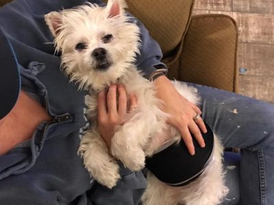 Duncan, a dog rescued and cared for by North Atlantic Westie Rescue