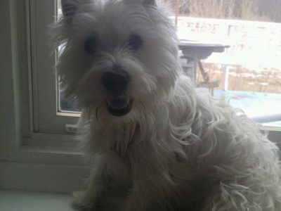 Duncan (Formerly Buddy), a dog rescued and cared for by North Atlantic Westie Rescue