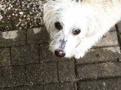 Eddie, a dog rescued and cared for by North Atlantic Westie Rescue