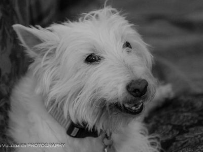 Einstein, a dog rescued and cared for by North Atlantic Westie Rescue